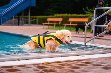 Yaşlı Golden Retriever sarı bir can yeleği giyer yüzme havuzundan eğlenceli bir şekilde çıkar. Köpek neşeyle su sıçratırken ağzında bir oyuncak taşıyor..