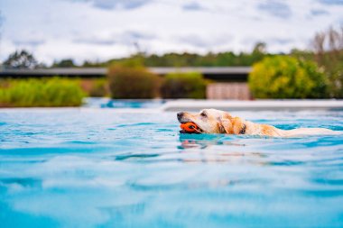 Golden Retriever, havuzda serinletici bir yüzüşten zevk alır. Turuncu bir topu eğlenceli bir şekilde geri alır. Açık hava manzarası neşeli, sıcak ve güneşli bir yaz atmosferini yansıtıyor.