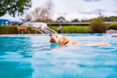 Dost canlısı Golden Retriever, havuzda serinletici bir yüzüşten ve turuncu bir topu eğlenceli bir şekilde geri almaktan hoşlanıyor. Açık hava, mutlu ve canlı bir yaz atmosferini yansıtıyor..