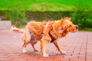 Golden retriever enerjik bir şekilde sudan kurtulur, neşeli sıçramalar ve damlacıklar yaratır. Dışarıdaki hareketli ortam mutlu atmosfere, eğlenceye ve özgürlüğe katkı sağlıyor..