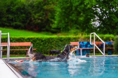 Neşeli bir köpek, canlı yeşil yeşillikler ve güneşli, ferahlatıcı bir park atmosferiyle çevrili suya atladıktan sonra berrak bir yüzme havuzuna enerjik bir şekilde sıçrar..