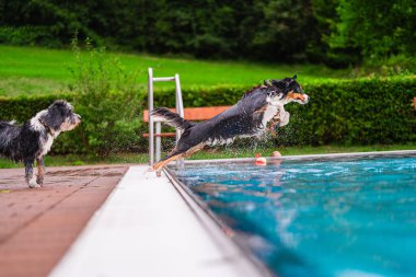 Two energetic dogs jump and play near a swimming pool, capturing the joyful essence of summer fun in a green outdoor setting. clipart