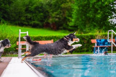 Canlı bir köpek havuza atlıyor, enerjisini ve heyecanını sergiliyor, bir park ortamında yemyeşil bir zemin üzerine kuruluyor. Başka bir köpek izliyor, neşeli sahneyi ekliyor..