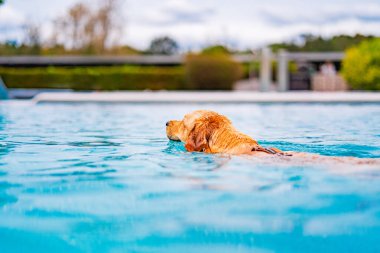 Golden Retriever açık mavi bir havuzda güneşli bir günün tadını çıkartıyor. Köpek neşe ve rahatlığının mükemmel bir görüntüsü..