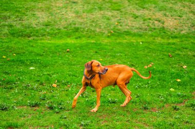Bir Rhodesian Ridgeback köpeği yemyeşil bir çimenlikte neşeyle koşup oynuyor. Canlı bir park ortamında özgürlüğün, eğlencenin ve enerjinin özünü yakalamak..