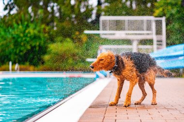 Canlı, mavi bir yüzme havuzunun kenarında duran köpek ferahlatıcı bir yaz ortamında su damlacıklarından kurtuluyor. Eğlenceli, dinamik bir hayvan aktivitesi. Bir yaz günü neşeli bir enerji yakalıyor.