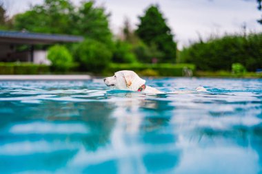 Bir Labrador Retriever yemyeşil bir havuzda neşeyle yüzer, kaygısız ve huzurlu bir yaz gününü mükemmel bir şekilde yakalar..