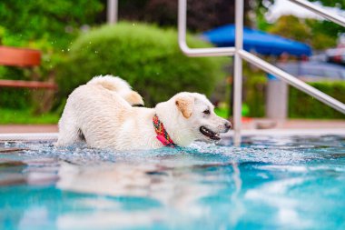 Mutlu beyaz bir köpek, yemyeşil bahçede güneşli bir günün tadını çıkararak temiz bir havuza neşeyle sıçrar. Neşeli ifadesi kaygısız yaz eğlencesini yakalıyor..