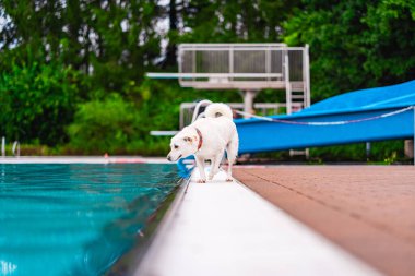 Meraklı bir beyaz köpek, canlı bir kaydırağın yer aldığı açık havuz kenarındaki havuzu keşfeder. Bereketli yeşilliklerle çevrili, neşeli sahne bir merak ve macera anını yakalıyor..