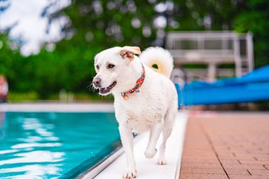 Neşeli beyaz bir köpek havuz kenarında yürüyor, ıslak kürkü güneşte parlıyor. Canlı sahne, arka plandaki yemyeşil yapraklarla tamamlanır..