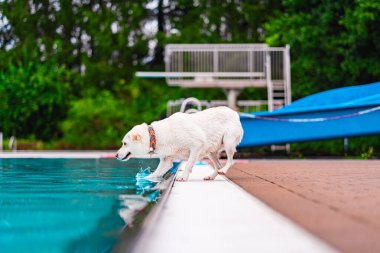Meraklı beyaz bir köpek açık havuzun kenarına su sıçratır, suyu test eder, yemyeşil yapraklarla çevrili neşeli dalgalar yaratır. Oyunculuk ve eğlence temaları için ideal.