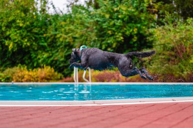 Enerjik köpek neşe dolu bir oyunda havuza atlıyor. Açık hava sahnesinde canlı bir yeşillik ve rahatlatıcı, güneşli bir atmosfer var. Anın özgürlüğünü ve enerjisini gösteriyor..