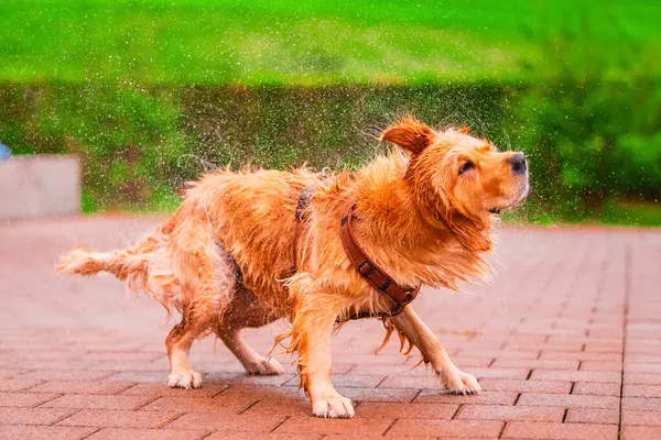 Golden Retriever neşeyle sudan sıyrılıp neşeli bir sıçrama yaratıyor. Açık hava atmosfere neşe katıyor, eğlence ve özgürlüğün özünü yakalıyor..