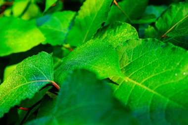 Işıl ışıl parlayan sabah çiğ ile kaplanmış, yumuşak doğal güneş ışığıyla aydınlatılmış canlı yeşil yaprakları gösteren detaylı bir görüntü. Tazelik ve sükunetin özünü doğal bir ortamda yakalamak..