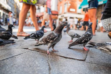 Venedik 'te kalabalık bir caddede toplanan bir grup güvercin, turistler şehrin hareketli ve hareketli atmosferini yakalıyorlar..