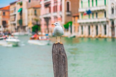 Huzurlu bir martı, Venedik 'in canlı kanalı sahnesiyle ahşap bir direkte duruyor. Huzur ve güzellik hissi uyandırıyor..