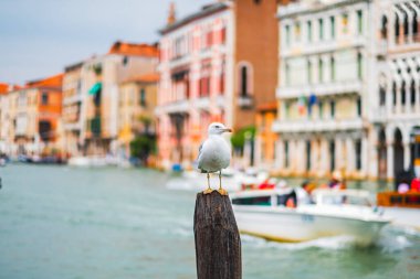 Bir martı, Venedik 'in cazibesini ve canlılığını yakalayan renkli tarihi binalarla çevrili hareketli bir Venedik kanalına bakan ahşap bir direkte dinlenir..