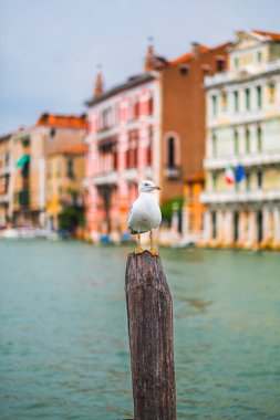 Bir martı, renkli Venedik binalarının zeminine karşı tahta bir direkte duruyor. Venedik 'in kanallarının ve yaban hayatının cazibesini vurguluyor..