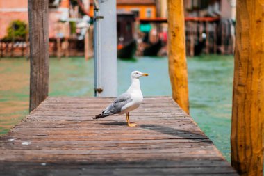 Venedik 'te canlı suları ve manzaralı binaları olan ahşap bir rıhtımda duran bir martı huzurlu ve renkli bir zemin oluşturuyor..