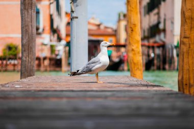 Güneşli bir günde Venedik 'in manzaralı su yollarına bakan ahşap bir iskelede sakince duran tek bir martı huzur ve seyahat hissi uyandırıyor..