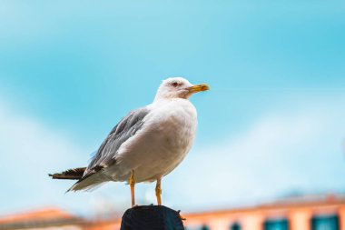 Taze otlar ve sebzelerle süslenmiş lezzetli sotelenmiş patatesler, ahşap bir masada servis edilir, rahat ve rahat bir yemek deneyimi için mükemmeldir.