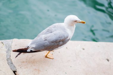 Venedik 'ten sakin bir sahnede, deniz kenarındaki bir taşın üzerine tüneyen bir martı gri ve beyaz tüylerini sergiliyor..