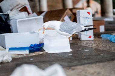 Bir martı, Venedik 'teki kentsel bir ortamda atılmış yapay köpük kutularını ve çöpleri karıştırarak vahşi yaşam ve insan atığı arasındaki etkileşimi resmeder..