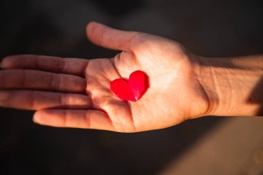 Sevgi ve sıcaklığı temsil eden, yumuşak güneş ışığıyla yıkanmış kırmızı kalp şeklinde bir taç yaprağı nazikçe kucaklayan bir el. Şefkat ve özenin bir görüntüsü..