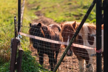 İki sevimli midilli, güneşli bir alanda tel bir çitin arkasında, huzurlu kırsal hayatın huzur ve cazibesini somutlaştırıyorlar..