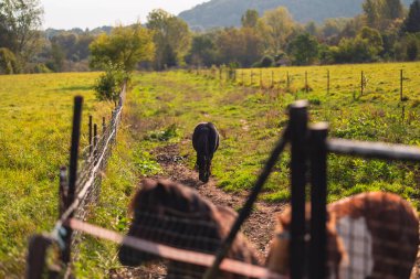 Güneşli bir otlakta, ahşap çitli midilli barındıran sakin kırsal alan. Güzel bir günde huzurlu kırsal hayatın ve doğal güzelliğin özünü yakalar..