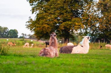 Lama 'lar yemyeşil bir çayırda yemyeşil ağaçların altında dinleniyor. Etrafı huzurlu bir çiftlik ortamı ile çevrili ve yakınlarda otlayan diğer hayvanlar huzurlu bir kırsal ortam yakalıyor..