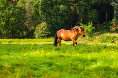 Görkemli kahverengi bir at, bereketli orman ağaçlarıyla çevrili yeşil bir çayırda otlar. Güneşli bir günde, doğanın sükunetini ve güzelliğini somutlaştırır..