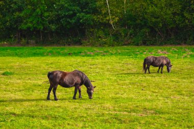 Taze otlar ve sebzelerle süslenmiş lezzetli sotelenmiş patatesler, ahşap bir masada servis edilir, rahat ve rahat bir yemek deneyimi için mükemmeldir.