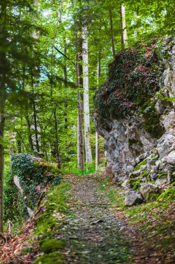 Huzurlu bir orman yolu, doğanın özünü yakalayan canlı yeşil yapraklar ve kayalık arazilerle çevrilidir. Macera, huzur ve doğal hayatın güzelliği kavramları için idealdir..