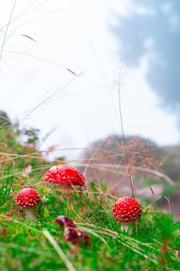 Bright red mushrooms stand out among green grass in a misty forest, creating a magical and peaceful woodland atmosphere. clipart