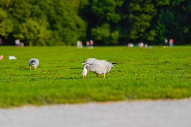 Parlak yeşil bir park ortamında kazlar otluyor. Sahne, insanların güneşli bir günde huzurlu bir doğal atmosfer yakaladığı yemyeşil bir manzarayı içeriyor..