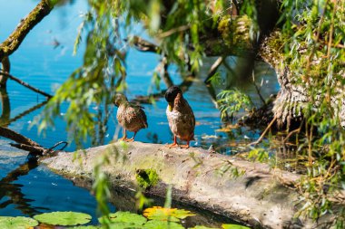 Serin bir gölün kenarındaki kütüğe tünemiş iki ördek, yemyeşil ve berrak mavi suyla çevrili, huzurlu, doğadan esinlenilmiş bir manzara yaratıyor. Huzurlu bir yansıma için mükemmel..