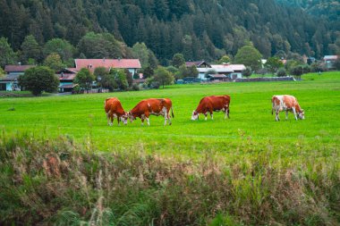 Bu dingin görüntü, geleneksel çiftlik evleriyle çevrili yemyeşil bir çayırda otlayan ineklerin kuledeki ağaçların üzerine kurulduğu pastoral bir manzara yakalar..