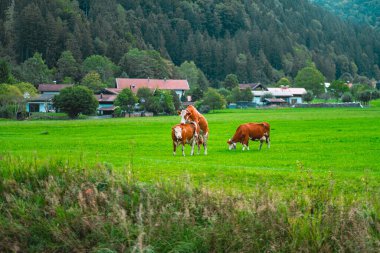 Geleneksel çiftlik evleri ve sık orman tarafından çerçevelenmiş yeşil otlaklarda ineklerin otlayıp barışçıl bir şekilde çiftleştiği ideal kırsal alan. Huzurlu bir kır manzarası doğayla uyum içinde..