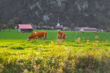 Yeşil otlakta otlayan inekleri yakalayan sakin bir görüntü, büyüleyici bir köy ve arka planda yükselen dağlar, kırsal huzuru çağrıştırıyor..