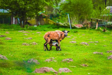 A mother sheep and her lamb graze peacefully in a lush, green pasture, surrounded by trees, capturing a serene scene of countryside life and natural beauty in the spring. clipart