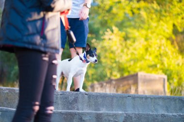 Tasmalı küçük siyah beyaz bir köpek, sıradan kıyafetlerle insanların yanında yürüyor. Sahne, yeşil bir parkta güneşli bir gün yakalıyor, eğlence, arkadaşlık ve açık hava keyfine vurgu yapıyor..