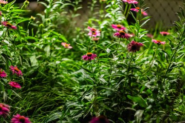 Bereketli yeşilliğe karşı serpilmiş canlı pembe koni çiçeklerinin yakın plan görüntüsü, sakin bir bahçe ortamında çiçek açan çiçeklerin güzelliğini gözler önüne seriyor..