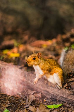 Meraklı bir sincap bir kütüğün üzerinde zarif bir şekilde duruyor. Sahne, sonbaharın özünü renkli yapraklarla ve doğal, kırsal bir çevreyle yakalıyor..
