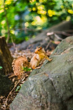 A squirrel stands on a rock in a green forest, attentively scanning its environment. The sunlight filtering through the leaves creates a vibrant and lively atmosphere. clipart