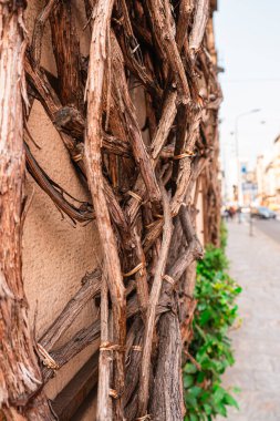 Şehir duvarına karşı birbirine dolanmış ahşap sarmaşıklar, doğal dokular ve şehir hayatı arasındaki zıtlığı gözler önüne seriyor. Görüntü, ahşap ve çevreleyen yeşilliğin karmaşık desenlerini vurgular..