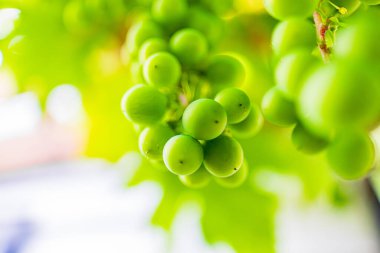 Sarmaşıktan sarkan yeşil üzümlerin canlı görüntüsü yumuşak, bulanık yeşil bir arka plana karşı tazeliklerini ve doğal güzelliklerini vurguluyor..