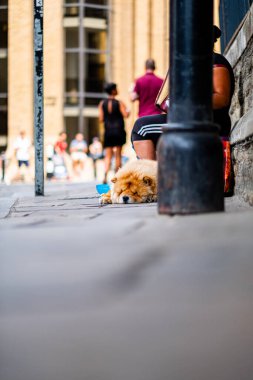 Sevimli Chow Chow köpeği bulanık bir şehir kaldırımında dinleniyor. Arka planda bulanık bir kalabalık ve şehir mimarisi var. Şehir hayatının sakin bir anını yakalıyor..