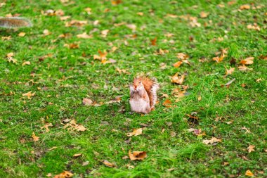 Büyüleyici bir kırmızı sincap canlı yeşil çimlerin üzerinde fındık ziyafeti çekerken yakalanır. Sonbahar yapraklarıyla kaplıdır. Cennet gibi bir park ortamında güzel bir doğa sahnesi yaratır..