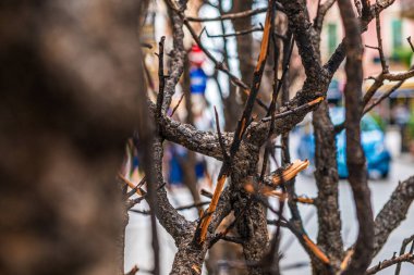 İç içe geçmiş kurumuş ağaç dallarının yakın çekimi bulanık kentsel arka plana karşı zengin dokuları gösteriyor ve doğa ile şehir yaşamı arasındaki zıtlığı yakalıyor..